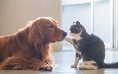 Pet Insurance: Is It Worth the Cost?