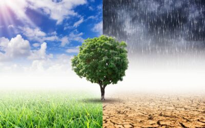 Insurance and Climate Change: How Coverage Is Evolving